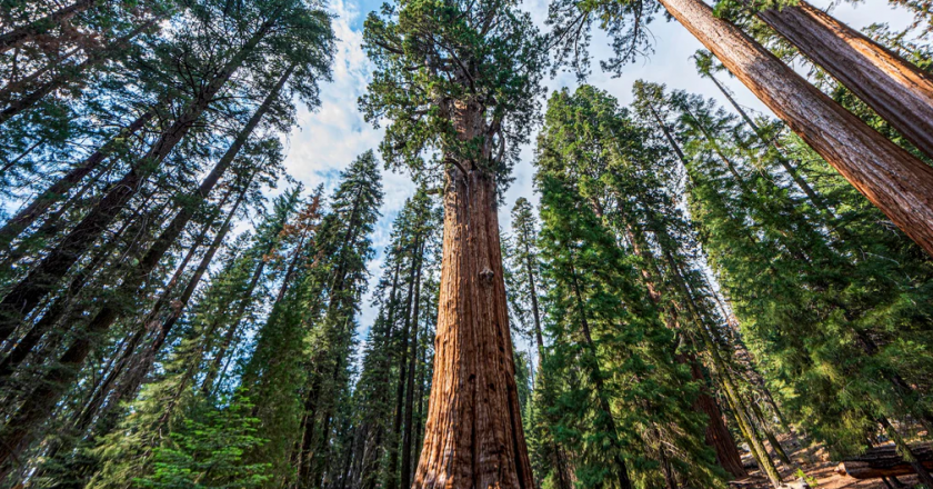 Visitors To The Planet’s Tallest Tree Pay Up To $5,000.