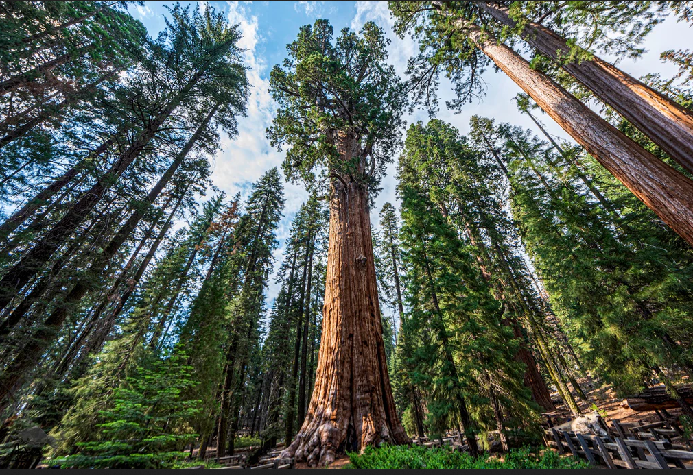 Visitors To The Planet's Tallest Tree Pay Up To $5,000.