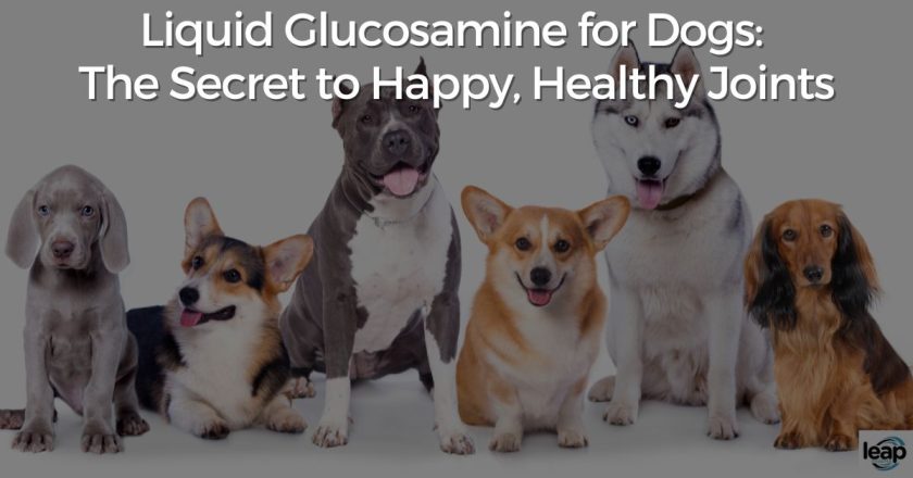 Liquid Glucosamine for Dogs: The Secret to Happy, Healthy Joints